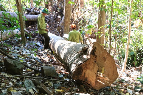 Accord Vietnam - États-Unis sur le contrôle de l’exploitation et du commerce illégaux de bois